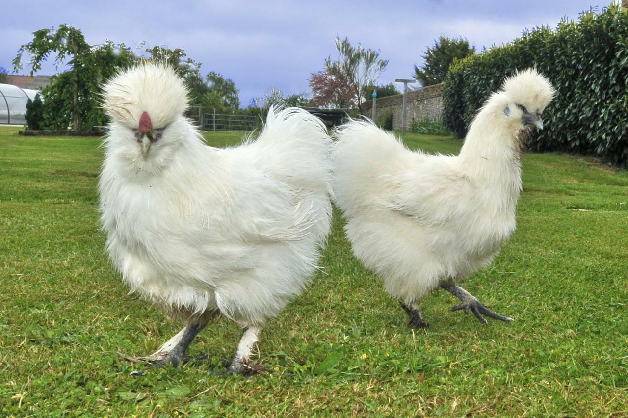 Les Gites Du Douet Du Houlle Courcy  Esterno foto